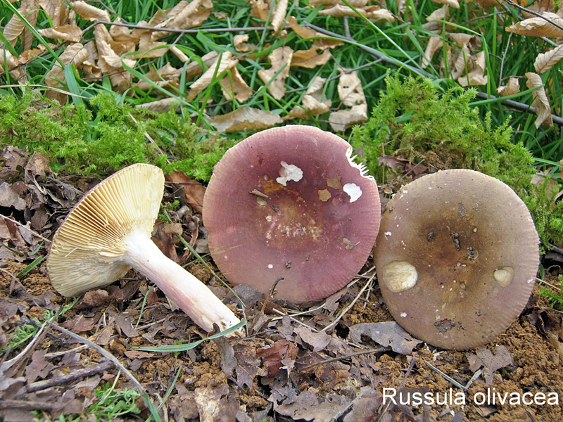 Russula olivacea-amf1717.jpg - Russula olivacea ; Syn: Russula alutacea f.olivacea ; Nom français: Russule olivacée